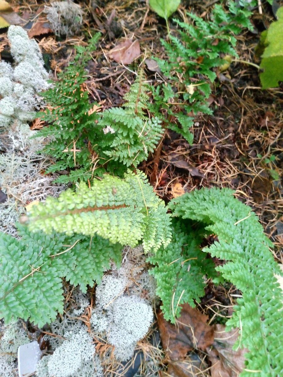 Polystichum setiferum Plumosum