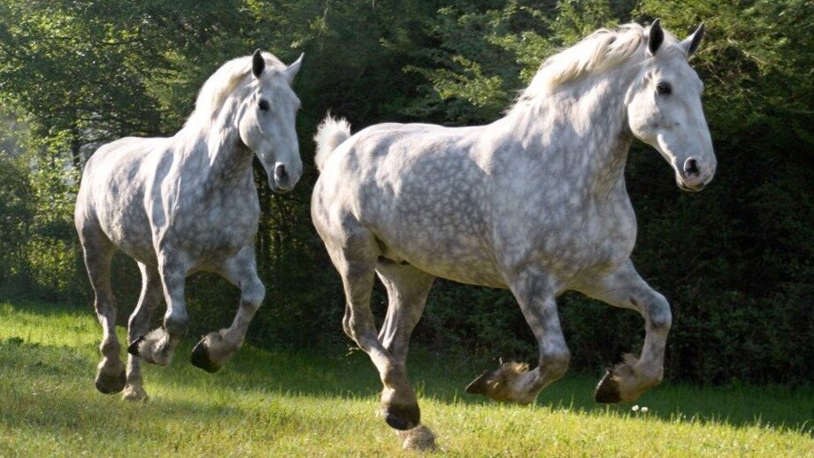Фото: horseandhound.co.uk  