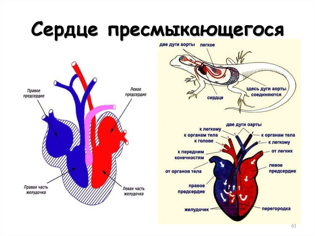 Пресмыкающиеся строение сердца. Кровеносная система система пресмыкающихся. Строение сердца рептилий. Строение сердца земноводных и пресмыкающихся. В легкие млекопитающих поступает кровь