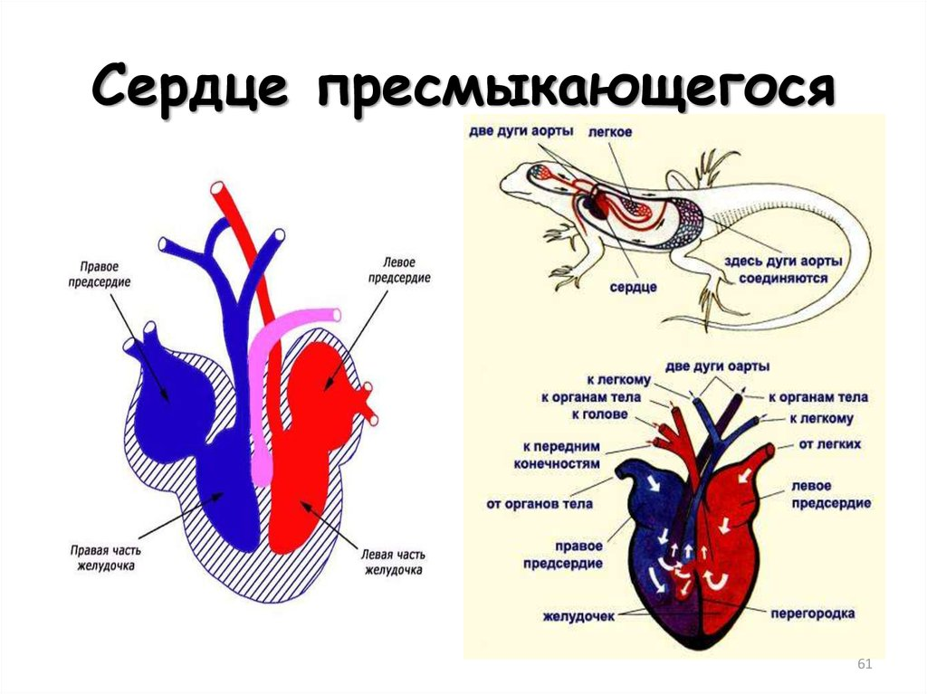 Какая кровь течет от легких у рептилий