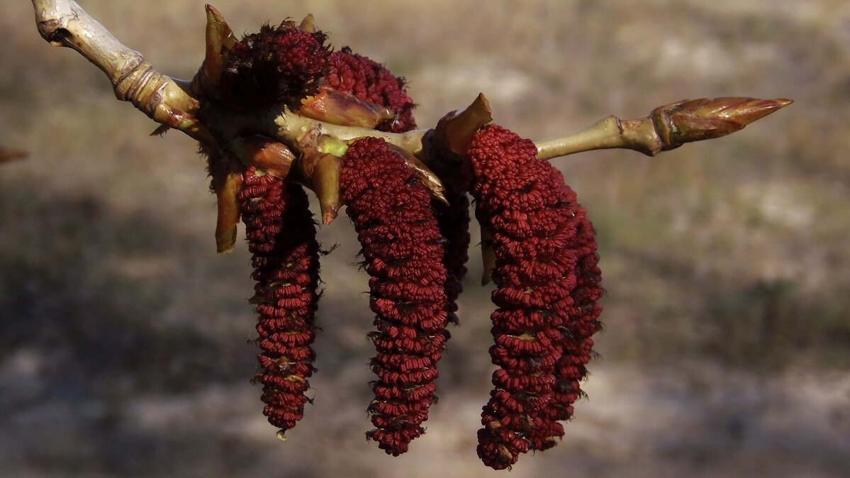 Мужские сережки.