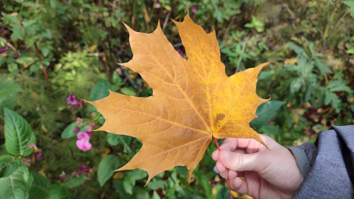 Российские зарисовки