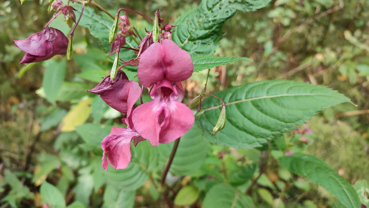 Российские зарисовки
