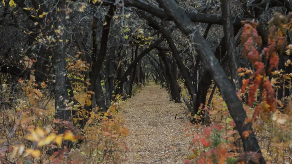 Бывший парк имени Ленина. Октябрь 2023 года 
Фото: Виталий Барабаш