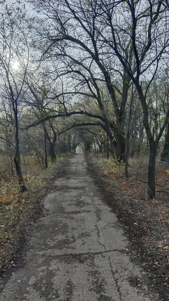 Арка из деревьев. Проход в другое измерение...