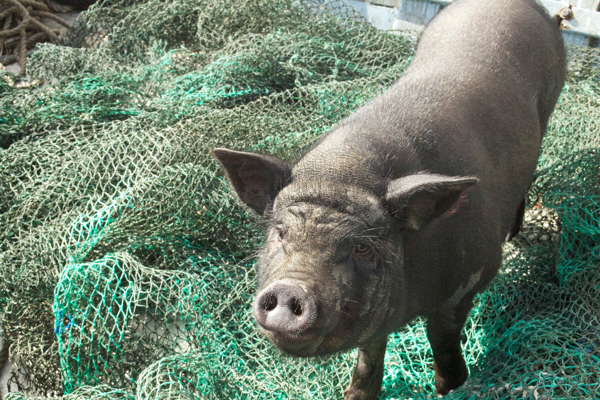 Черный хряк. Якобы вьетнамский.