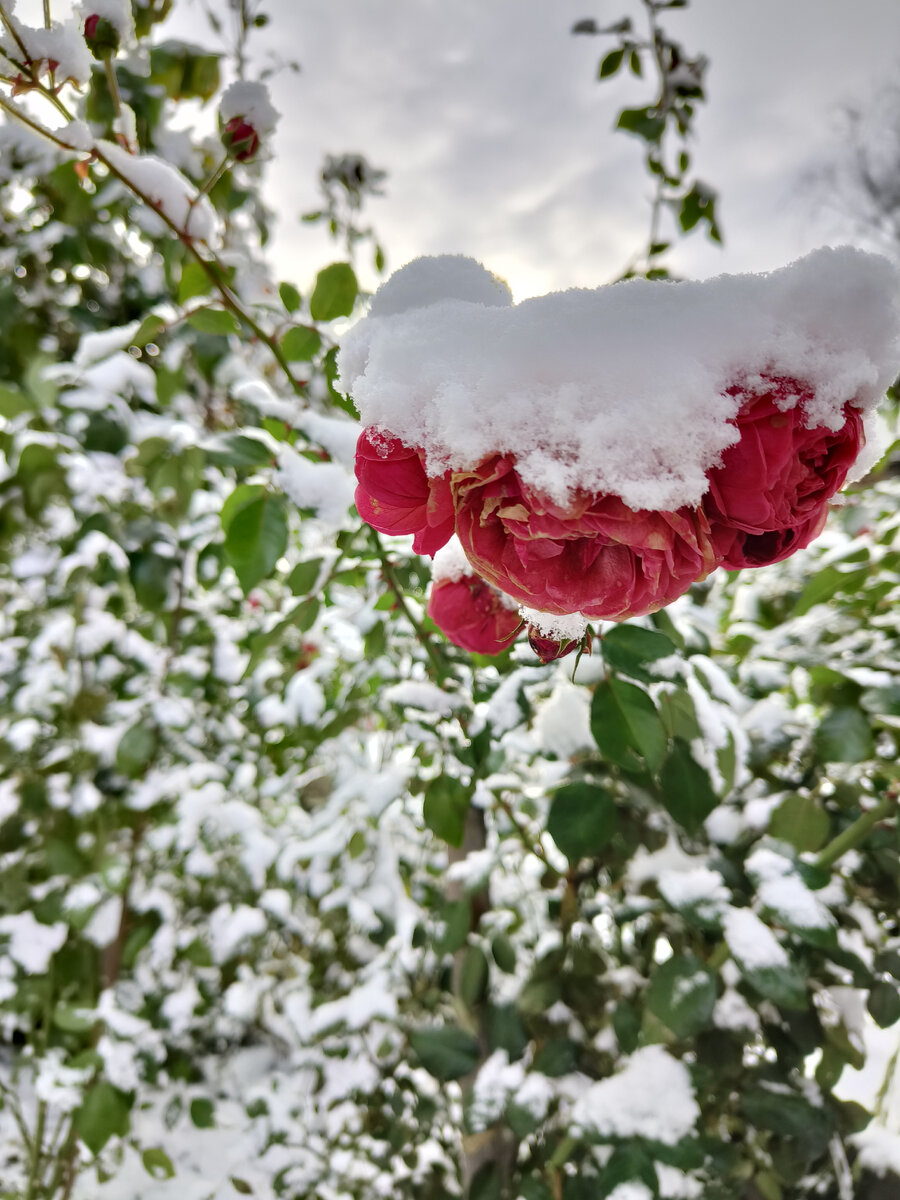 Помпонелла цвела так мощно, что обрезать ее не поднялась рука
