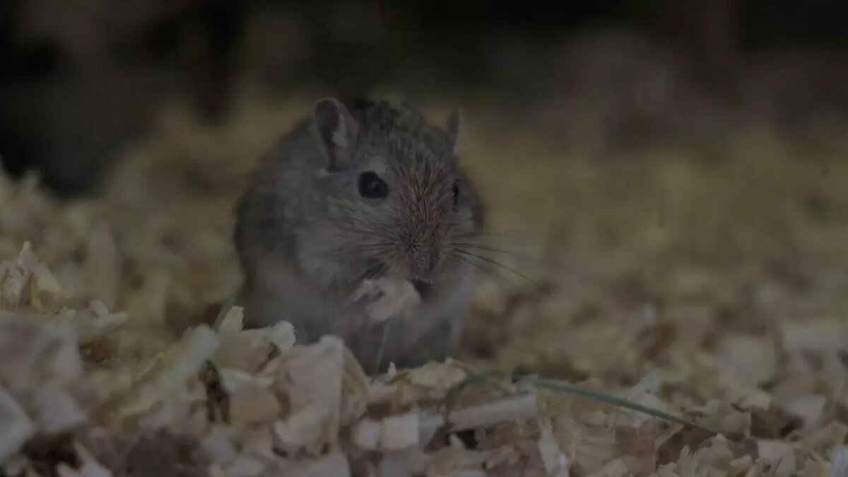     В Удмуртии за девять месяцев этого года мышиной лихорадкой заболели 452 человека, из них 22 ребенка.