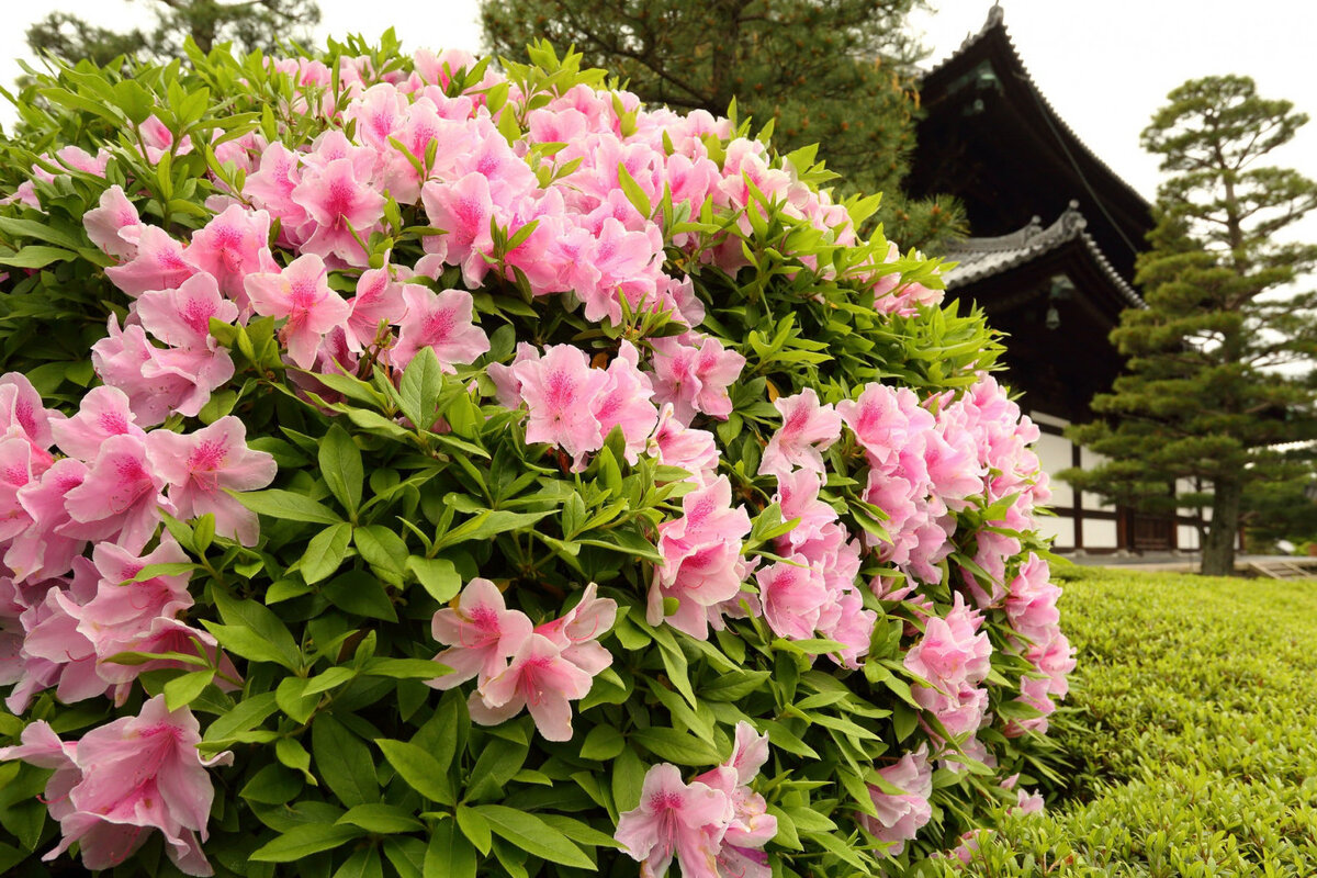     Что посадить с рододендронами: варианты цветочных композиций