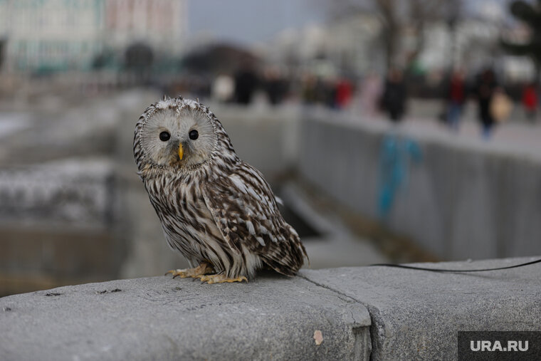    Сова прилетела на улицу Кирова