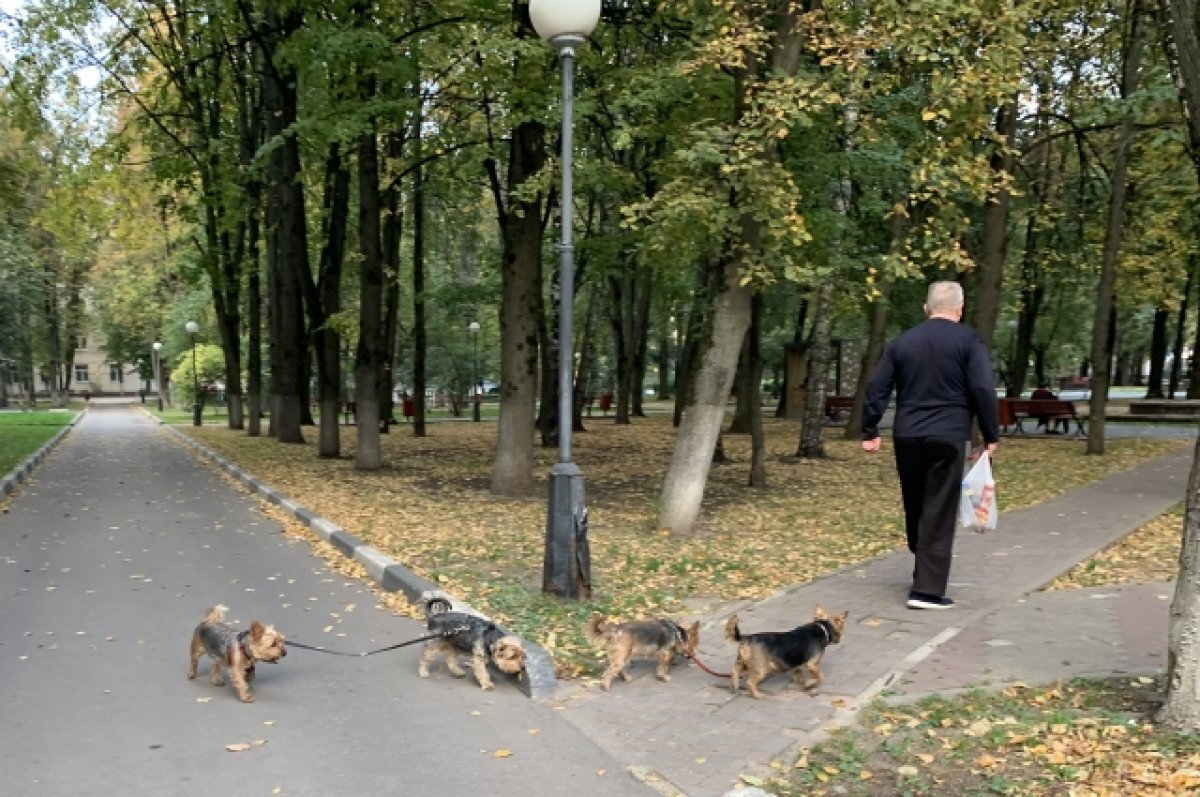    Под Горячим Ключом неизвестные застрелили собаку
