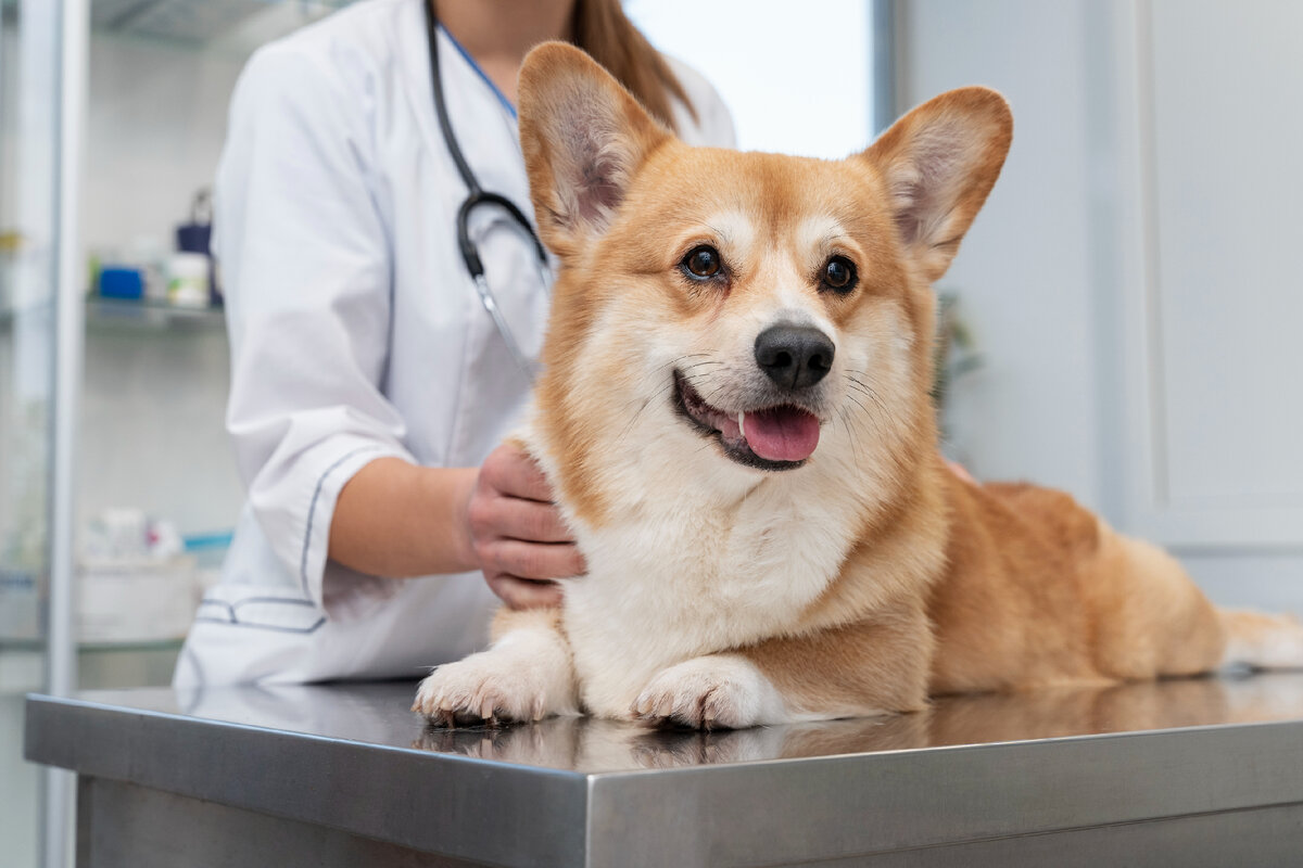 Изображение от <a href="https://ru.freepik.com/free-photo/veterinarian-taking-care-of-pet-dog_20823278.htm#query=%D1%81%D0%BE%D0%B1%D0%B0%D0%BA%D0%B0%20%D1%83%20%D0%B2%D0%B5%D1%82%D0%B5%D1%80%D0%B8%D0%BD%D0%B0%D1%80%D0%B0&position=7&from_view=search&track=ais">Freepik</a>