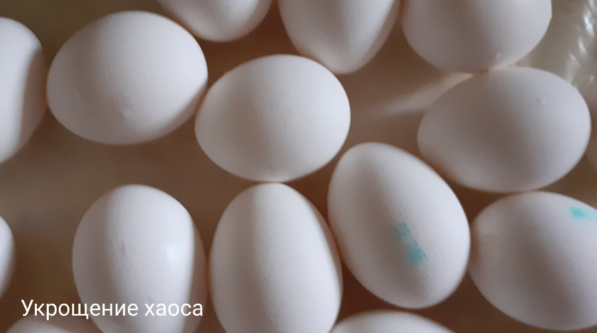 Вымытые яйца