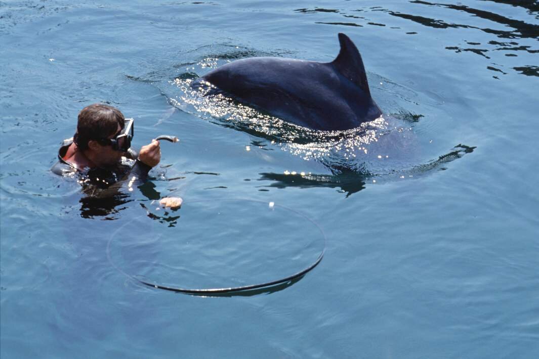 Боевые дельфины в крыму. Боевой дельфин. Боевые дельфины черноморского флота. Дельфин камикадзе. Военные дельфины в севастополе.