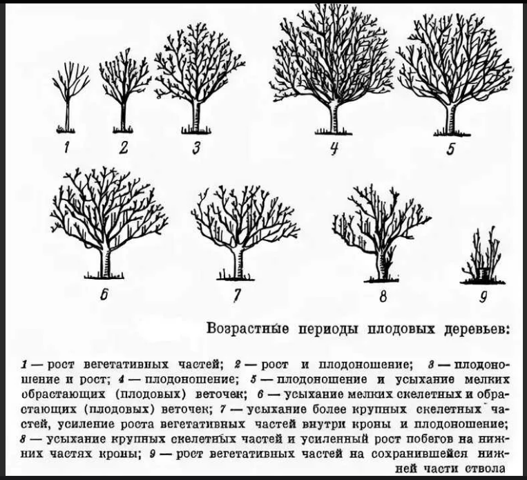 Таблица обрезки плодовых деревьев. Возрастные периоды жизни плодовых растений. Схема санитарной обрезки деревьев. Стадии цветения плодовых деревьев.