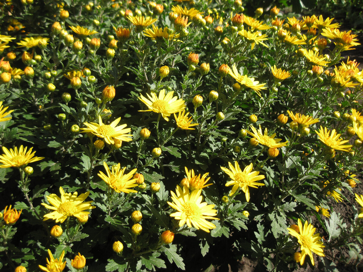 Куст желтых хризантем, выращенный из черенка, начинает распускаться, фото автора 