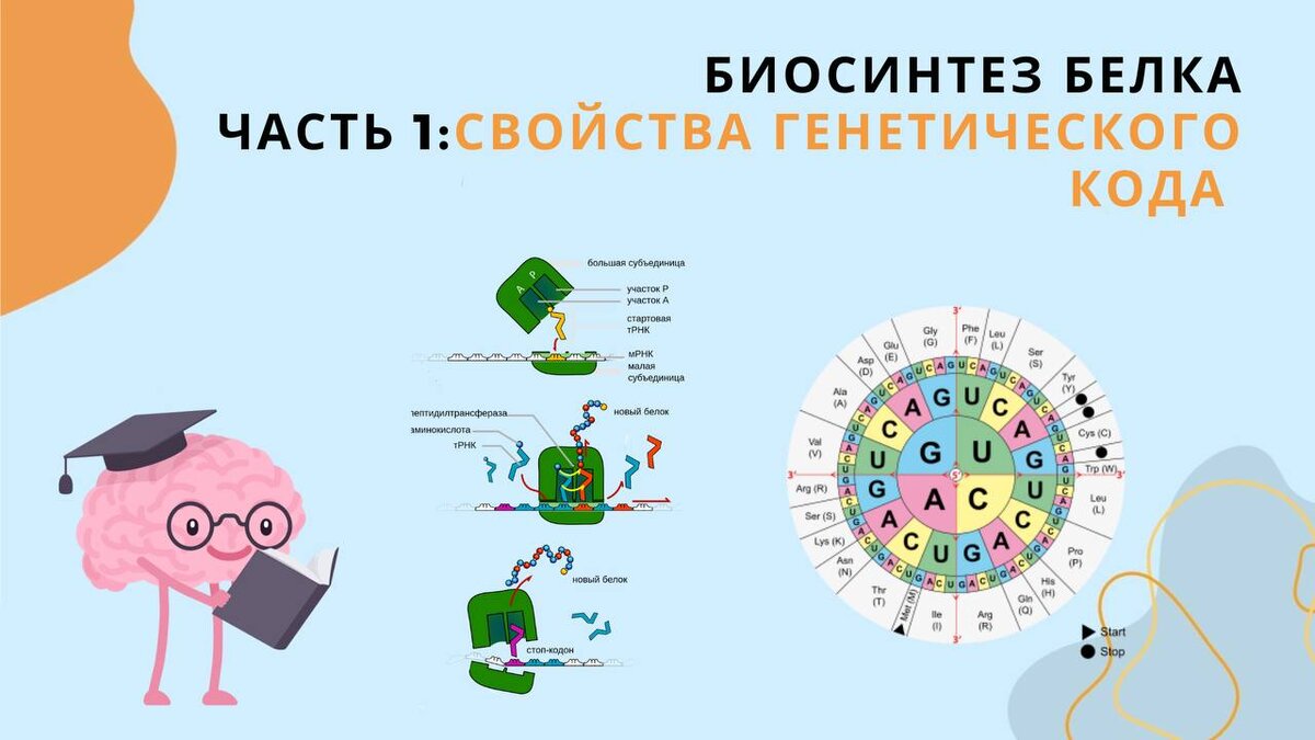 Биосинтез белка. Генетический код и его свойства