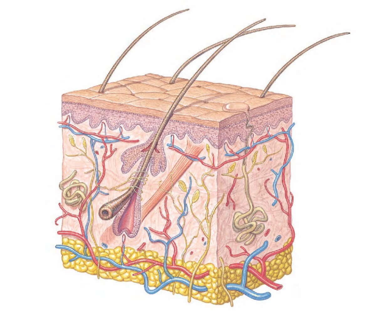 Схема строения нашей кожи. Средний ее слой дерма, представлен коллагеном, эластином и гликопротеидами. В каркасе, созданном этими белками присутствуют все структурные элементы кожи - потовые и сальные железы, волосяные луковицы, нервные окончания и кровеносные сосуды. 