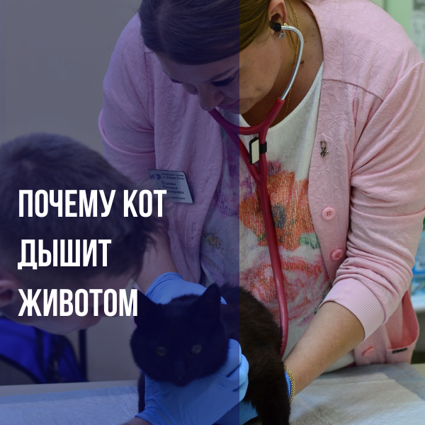 Кот тяжело дышит животом. Ветеринарный врач рассказывает о причинах и что  делать | Ветеринарная клиника В Добрые руки | Дзен