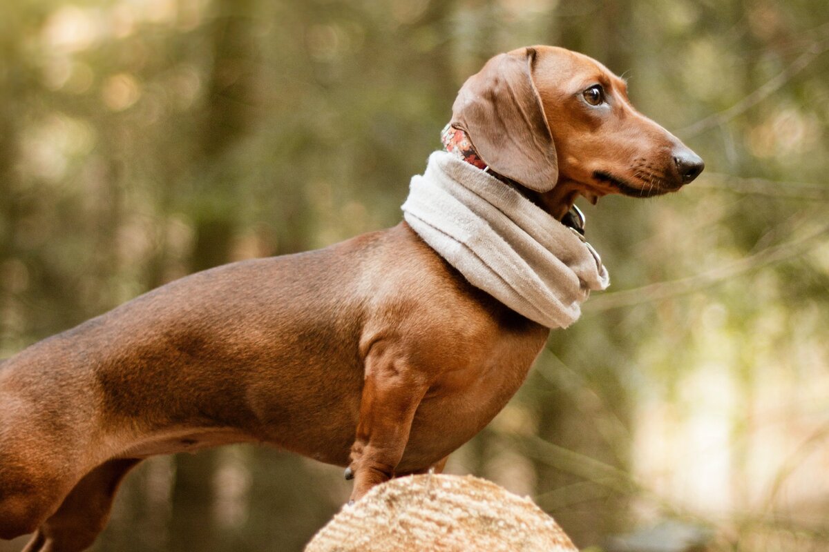    Что делать, если собака осенью загрустила