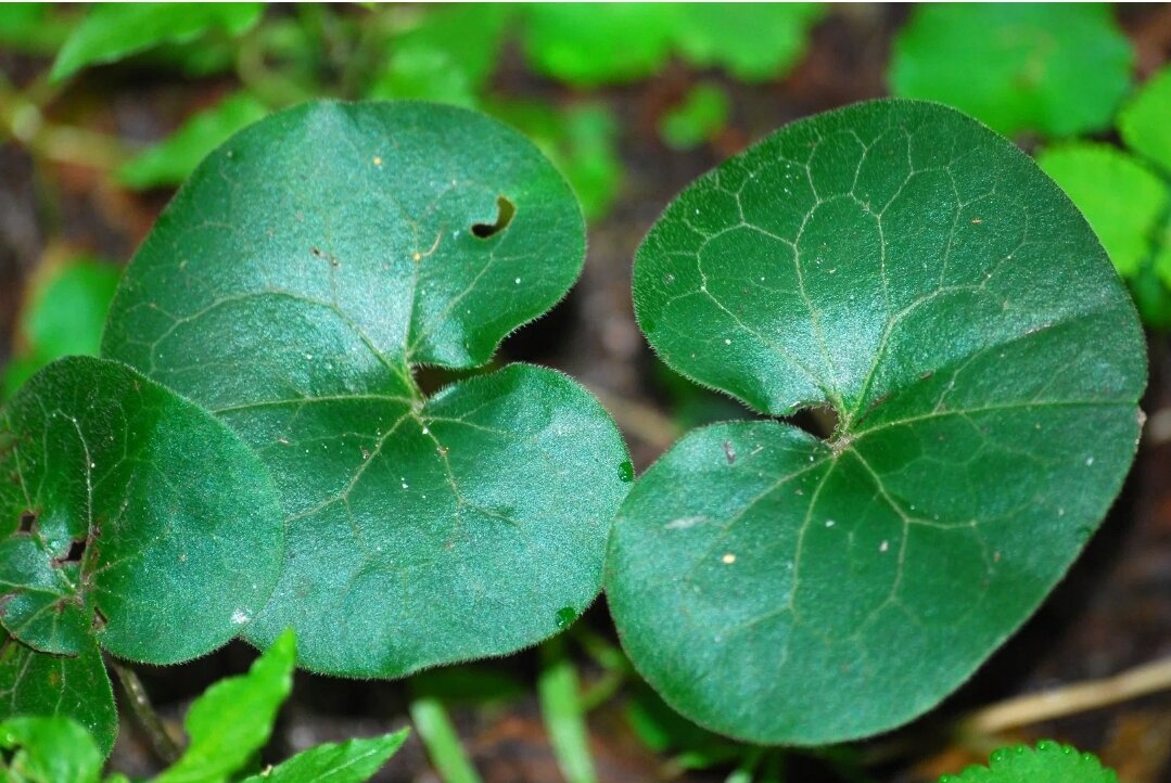 Копытень европейский.