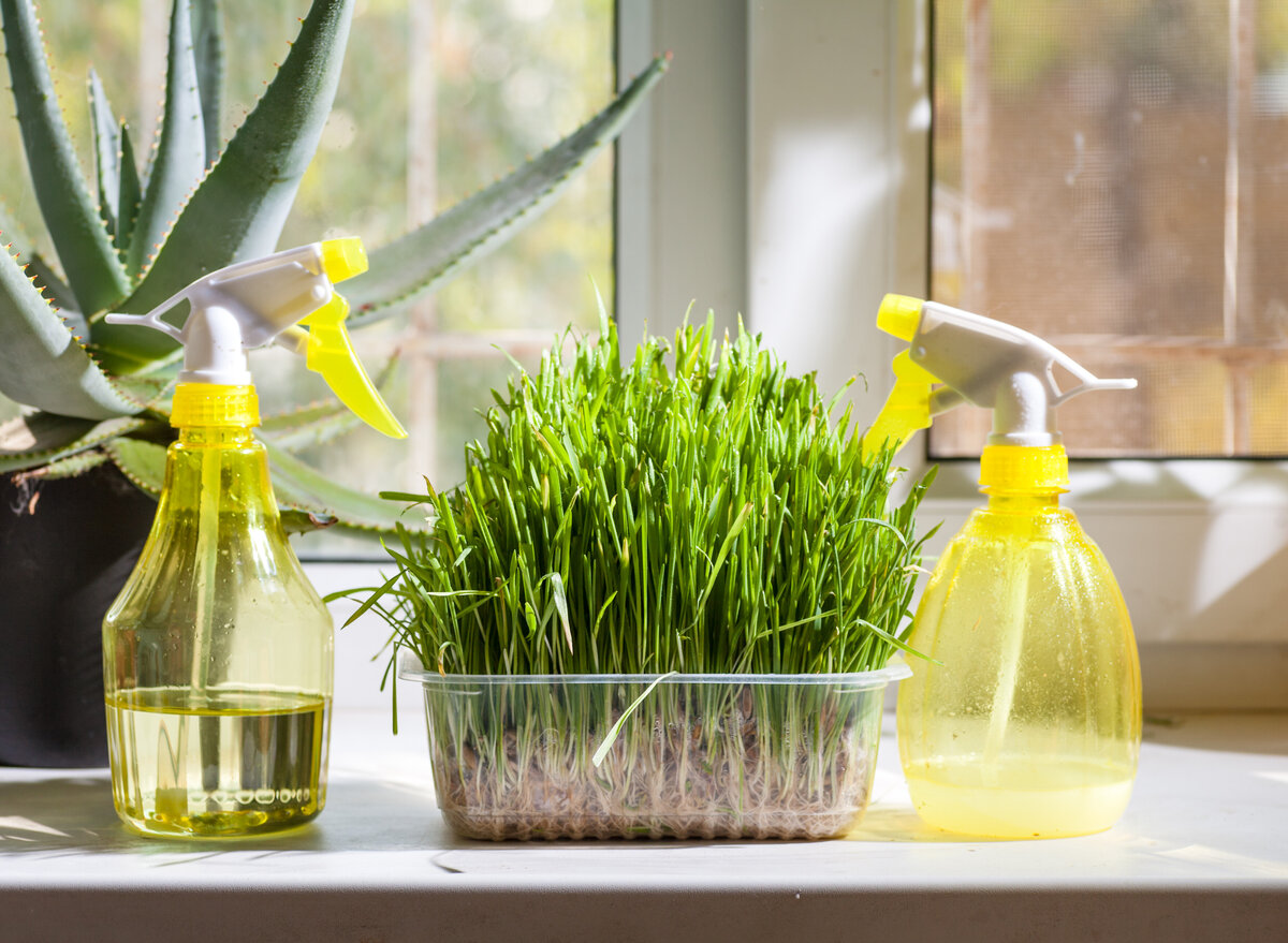    Используйте пульверизатор для безопасного полива растенийlegion-media