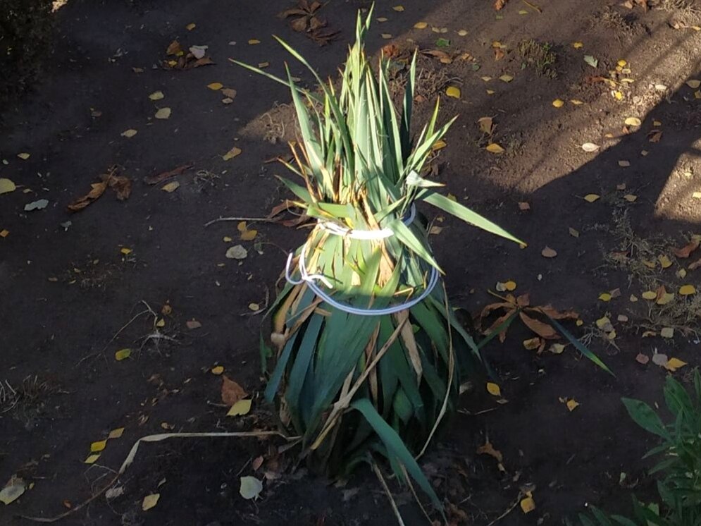 Растения на даче следует правильно подготовить к зимовке, чтобы они смогли благополучно ее пережить