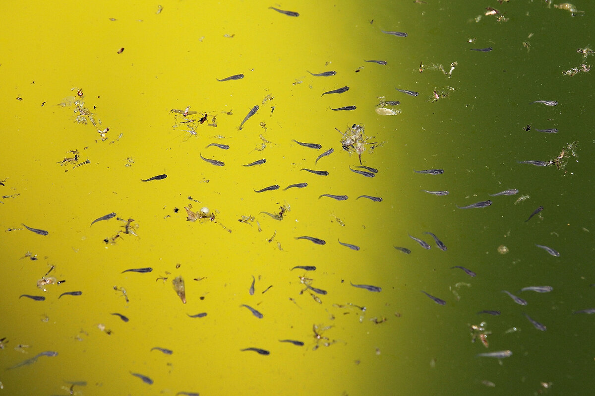 Предки свалили, ура!