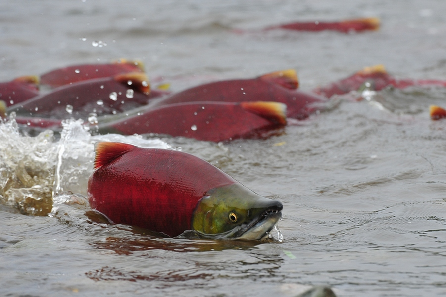 Вперёд, братья и сёстры, всех не съедят!