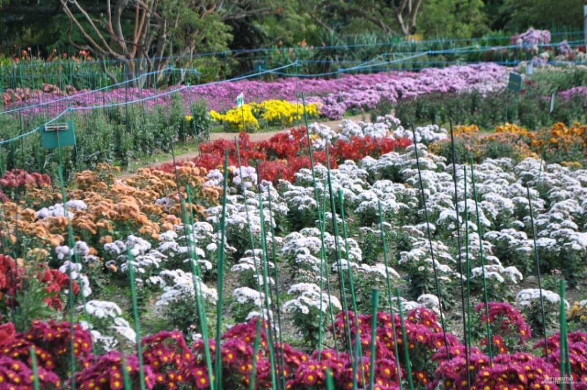    Ботанический сад приглашает на семидесятый бал хризантем в Крыму