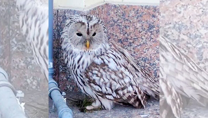 ФОТО: МИНИСТЕРСТВО ЭКОЛОГИИ ЧЕЛЯБИНСКОЙ ОБЛАСТИ/ПРЕДОСТАВЛЕНО ТЕЛЕКАНАЛУ ЦАРЬГРАД. 