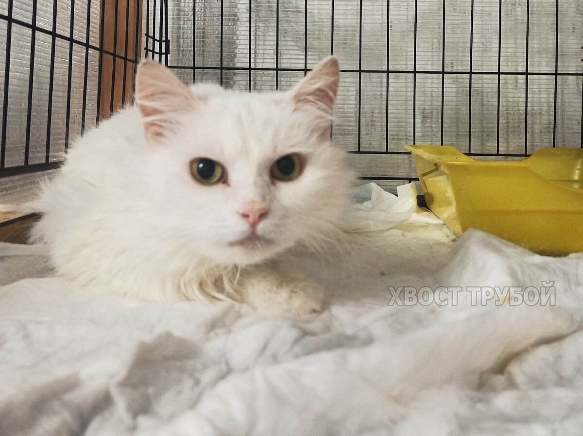 Спотыкаясь о собственную лапку, кошка бегала за людьми в надежде, что ...