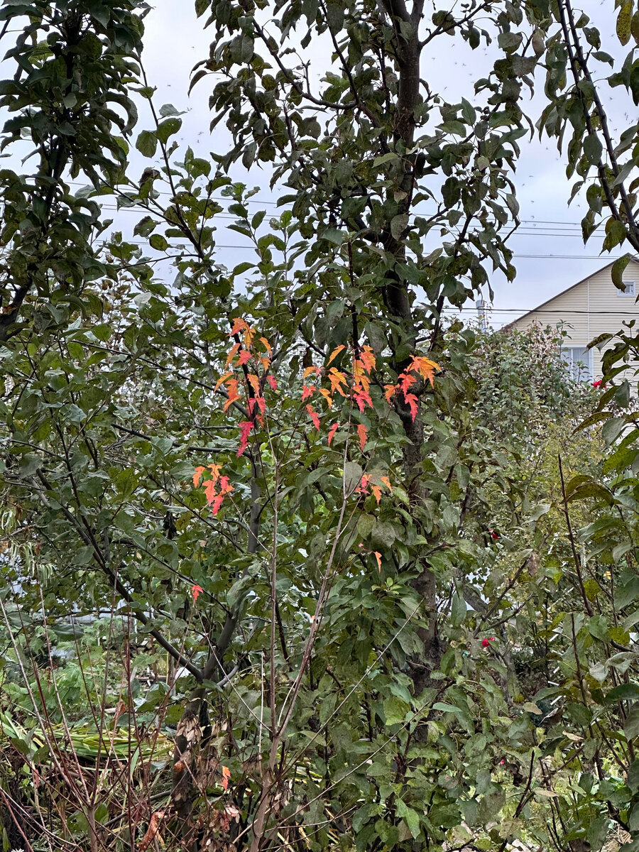 Последние листики на клене Гиналла. Фотографии в тексте мои.