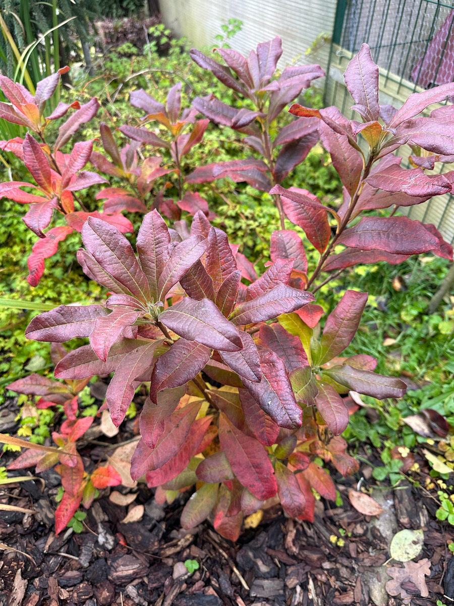 Осенний блеск азалии ‘Sarina’.