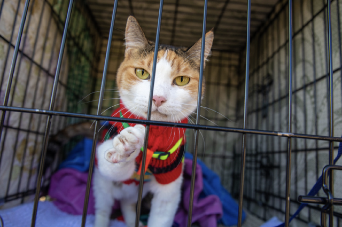    Выставка-раздача бездомных животных прошла во Владивостоке