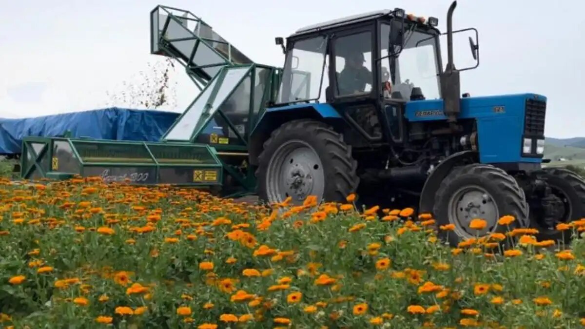 Фото: bgsha.ru Работа сельхозтехники для сбора лекарственных растений в Бурятской ГСХА