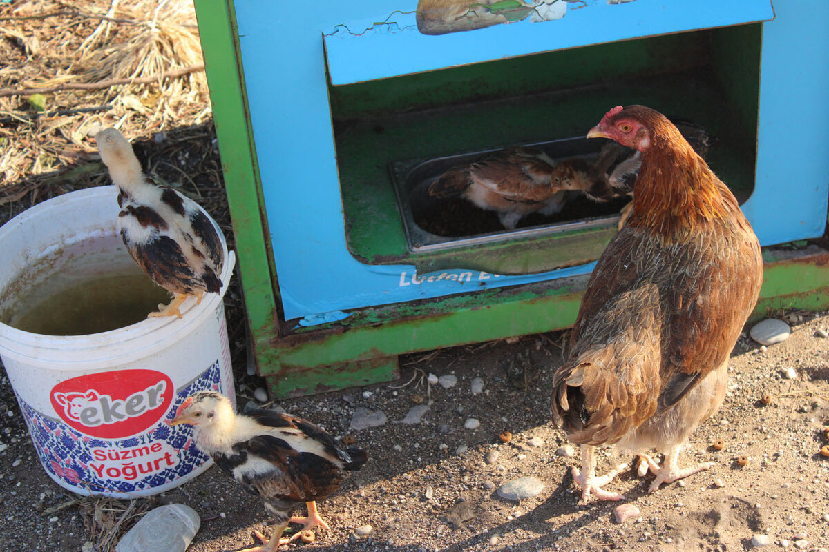 куры тут ни при чем!