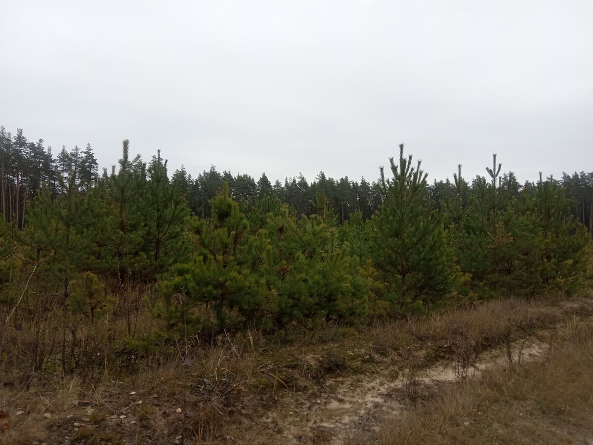 Милые мини-ели, которым еще предстоит вырасти в высоту))