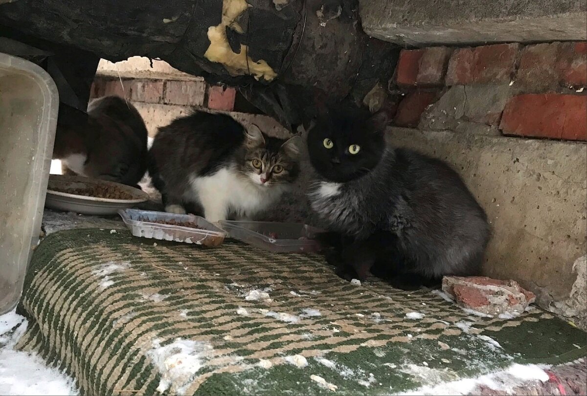Кошечка пришлось приспосабливаться к суровым условиям уличной жизни