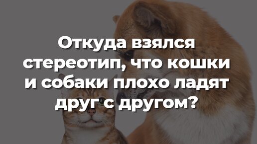 Откуда взялся стереотип, что кошки и собаки плохо ладят друг с другом?