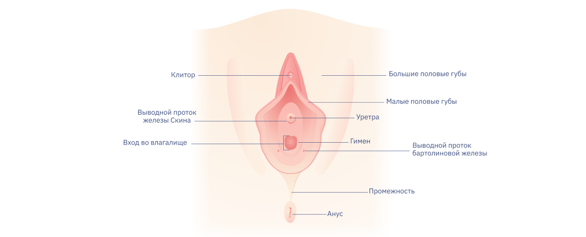 Женская половая система