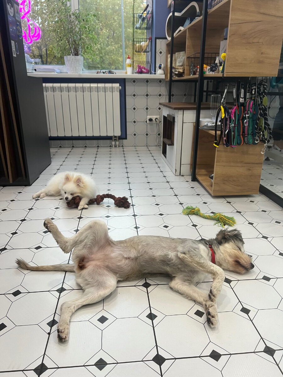 Кстати у нас можно приводить на работу своих питомцев🐶