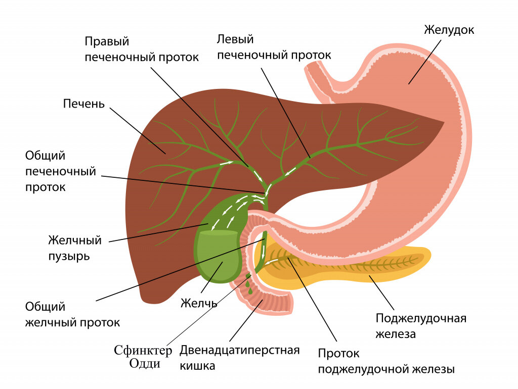 Камни в протоке печени