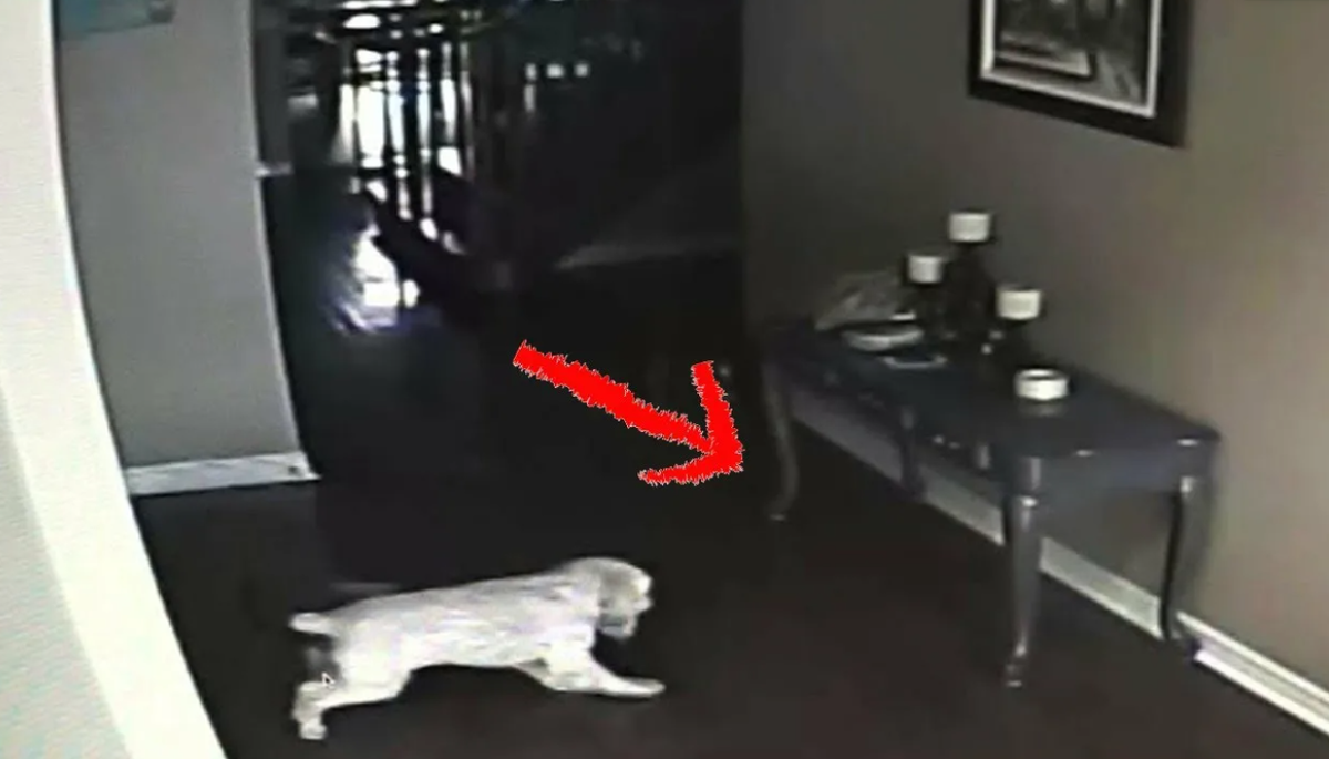 Кот призрак. Призрак кошки в квартире. Собака призрак.