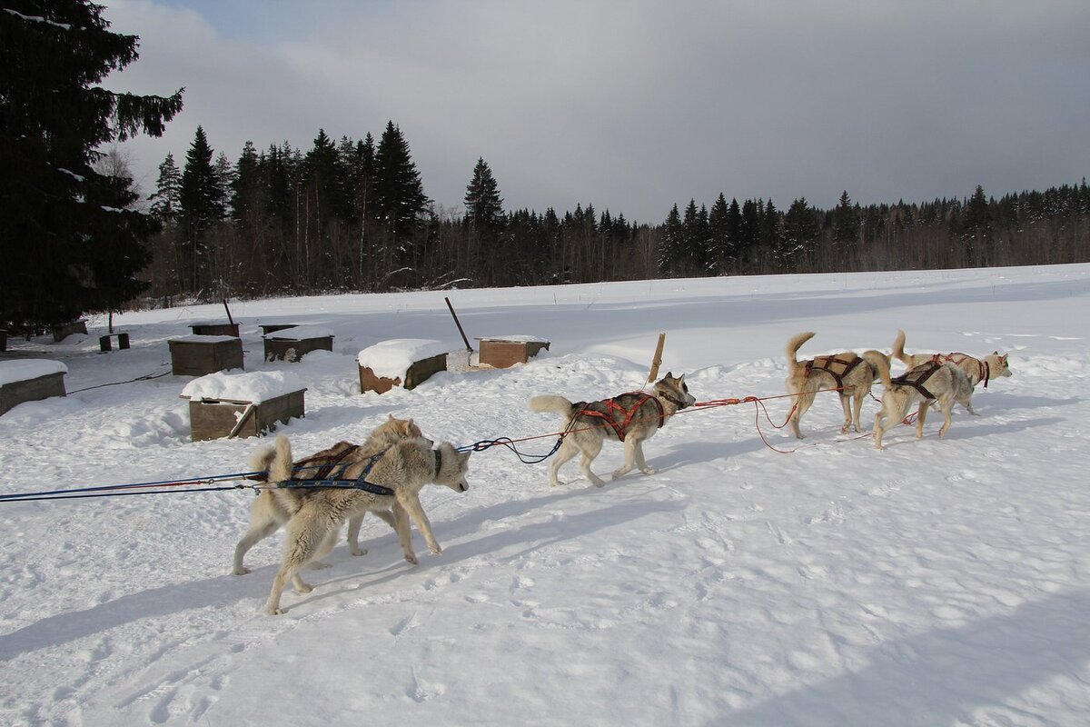 Питомник «Белая Руна»