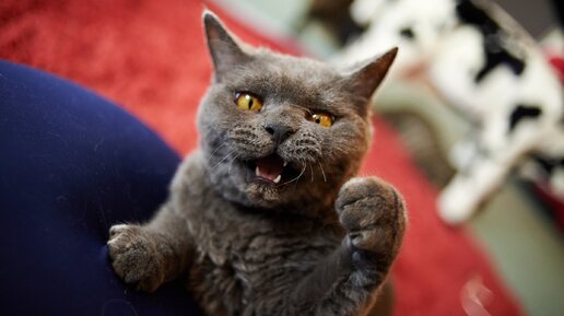 Как отучить котенка от сосания соска: советы и рекомендации