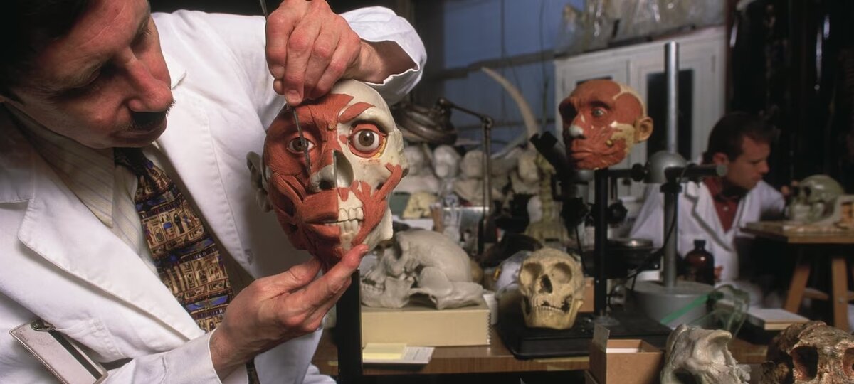 Художник создает мышечную структуру на модели черепа пекинского человека - гоминида, жившего около 400 тыс. лет назад на территории современного Китая, - в Американском музее естественной истории (Нью-Йорк).