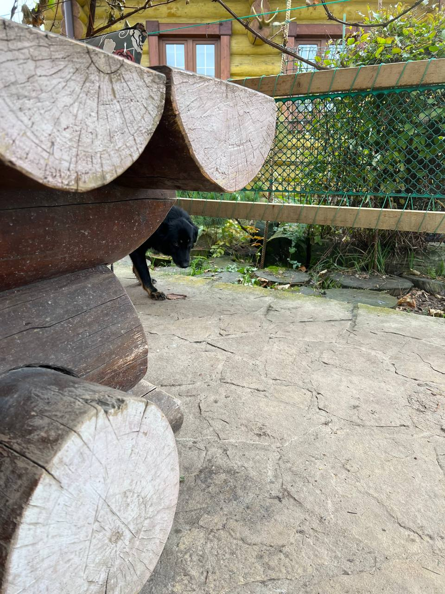 Озорница Мася стащила кусок со стола)