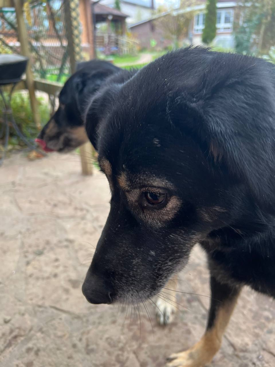 Арчик задумчиво смотрит на кусочек легкого!