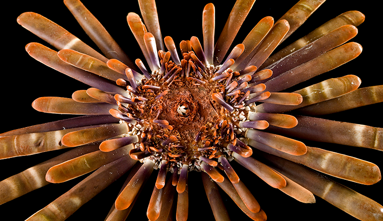 Heterocentrotus mamillatus, является примером морских ежей семейства Cidaroidea, единственного живого отряда подкласса Perischoechinoidea.